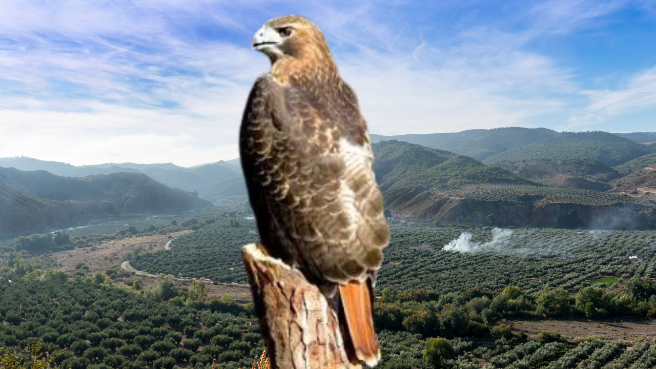 El Guaraguao: La majestuosa ave de presa de la República Dominicana